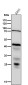 Anti-ESE1 Rabbit Monoclonal Antibody